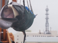 Captura făcută de japonezi în primele ore după reluarea vânătorii de balene. VIDEO