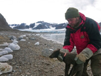 Călătoria unei vulpi polare i-a lăsat fără cuvinte pe oamenii de ştiinţă - 7