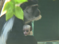 Un pui de maimuţă Colobus, prezentat la un zoo din Ungaria
