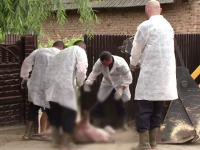 Pesta porcină face ravagii în satele româneşti. Localnică: ”M-am împrumutat ca să-i cresc”