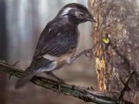 O pasăre străveche, descoperită conservată în chihlimbar. Ce noutate prezintă