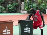 Un cimpanzeu dă lecții multor oameni. Bobo a învățat să recicleze gunoiul