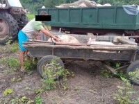 Doi bărbaţi din Giurgiu, căutaţi după ce au furat porci morţi dintr-un focar de pestă