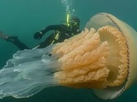 meduza la Cornwall