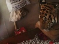 Un tigru fugit din calea inundaţiilor a fost descoperit relaxându-se în patul unei case