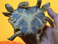 ţestoasă cu două capete