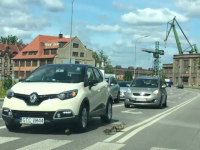 Șofer căutat de poliție după ce a călcat un pui de rață la o trecere de pietoni