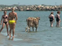 Plaja sălbatică din România, cu nisip ireal de fin. Vacile localnicilor se plimbă în voie