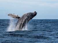 Momentul în care un leu de mare este surprins în gura larg deschisă a unei balene