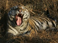 Autoritățile din India caută un tigru care vânează oameni după ce a ucis o a opta persoană