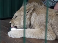 Pui de leu salvat în ultima clipă. Era supus unor chinuri de neimaginat de către un fotograf: „A fost lovit”