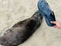 Momentul revoltător în care un turist chinez lovește în mod repetat un pui de focă care dormea pe plajă. VIDEO