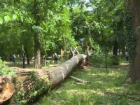 Arbori seculari, căzuți în parcul central din Târgu Jiu, unde se află și operele lui Brâncuși