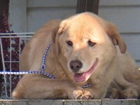 Povestea unui Labrador care și-a căutat timp de doi ani vechii stăpâni. Unde a fost găsită