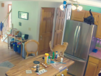 VIDEO Ce făcea o pisică în bucătărie. Stăpânul a fost șocat când s-a uitat pe camerele de supraveghere