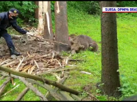 Imagini tulburătoare. Un urs s-a zbătut zeci de minute, după ce a rămas prins în sârma unui gard, într-o gospodărie