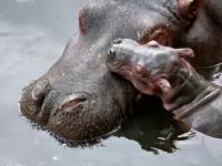 Un pui de hipopotam, vedeta de la zoo. De ce este atât de special