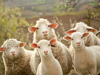 Botoșani: Peste 200 de oi au ars într-un incendiu izbucnit la Tocileni