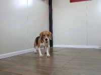 Ce tarife au hotelurile pentru animale pe perioada pandemiei. Prețurile au scăzut