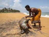 Dezastru marin în Sri Lanka. Peste 170 de țestoase moarte au ajuns pe o plajă