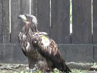 Codalbul monitorizat de autoritățile române a murit electrocutat în Ucraina