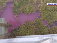 Lacul Techirghiol, în pericol. Este acoperit de o pătură vegetală, urât mirositoare. Cum au reacționat turiștii