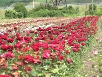 Horticultorii români dezvoltă trandafiri unici în Europa. Care sunt cele mai căutate soiuri