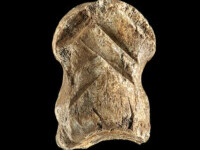 Un os preistoric sculptat, posibil cea mai veche lucrare de artă din lume