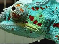 Un cameleon albastru, transportat ilegal, a ajuns în Columbia. Autoritățile vor să îl ducă înapoi în Africa