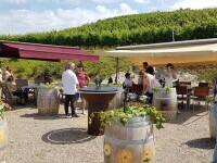 Wine Trips România, un show despre vinurile și cramele românești, în curând, pe protvplus.ro și VOYO