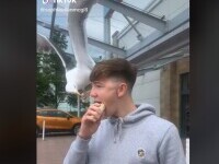 Un pescăruș atacă un tânăr și îi fură mâncarea chiar când acesta mușca dintr-un sandviș. VIDEO