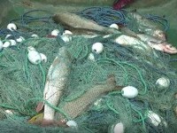 Veste teribilă pentru braconieri. Pescuitul ilegal s-ar putea pedepsi cu până la 8 ani de închisoare