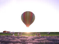 Pe un lan de lavandă din Mureș turiștii pot admira peisajul din balonul cu aer cald