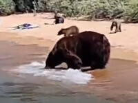 O ursoaică și puii săi s-au scăldat pe malul unui lac, printre turiști. VIDEO