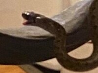 O femeie s-a trezit cu 18 șerpi sub pat. „S-ar putea să am nevoie de un cardiolog după asta”. FOTO