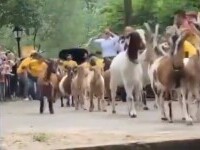 Motivul pentru care mai multe capre vor sta toată vara într-un parc din New York. VIDEO