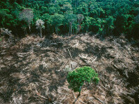 Pădurea amazoniană a ajuns să producă CO2, în loc să-l absoarbă, din cauza intervenției umane