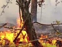 Incendiu puternic în Parcul Natural Porțile de Fier. Hectare întregi de pădure au fost mistuite de flăcări