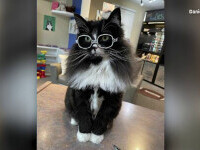 O pisică cu ochelari din SUA ajută copiii să nu se simtă complexați de problemele de vedere