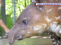 Un pui de tapir este noua vedetă a unui zoo din SUA. De ce este atât de special