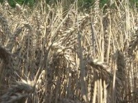 Cercetătorii români au creat grâul cu mult zinc. Deja avem mere cu efect antioxidant sporit și iaurt care ne ajută să dormim