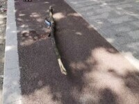 Un băiat de 9 ani din Galați a fost lovit de o creangă ruptă de vânt. „I-a căzut undeva pe față”