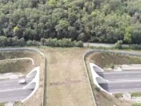 Cele mai periculoase zone din România pentru animalele sălbatice. Unde este nevoie de tuneluri verzi