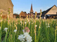 Prima floare din România protejată la nivel european. FOTO
