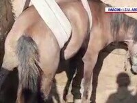 Cal salvat de pompieri în Argeș după ce a căzut într-o groapă adâncă de peste 4 metri