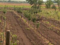 Livadă devastată peste noapte. Mai multe persoane au rupt tot în cale: 