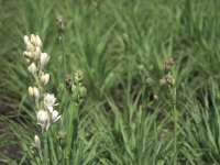 Prima floare din România protejată la nivel european: Cum s-a ajuns aici și ce se va schimba