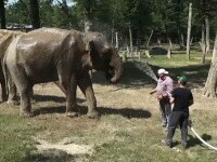 Cum fac față caniculei animalele de la zoo din Târgu Mureș. Elefanților li se face duș, maimuțele au propriul mini lac