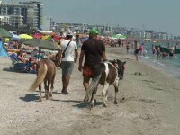 Pe litoral, polițiștii au salvat doi ponei chinuiți, târâți de doi indivizi prin soare, pentru a face bani