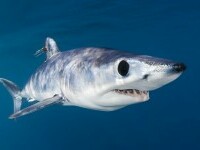 Românca ucisă în Egipt nu a avut nicio șansă în fața rechinului Mako. Acesta își atacă prada cu o viteză foarte mare | FOTO
